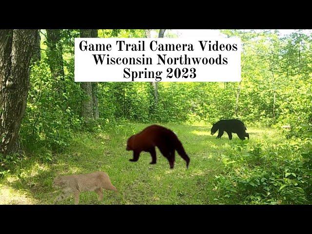 Game Trail Camera Videos - Spring is here (2023)