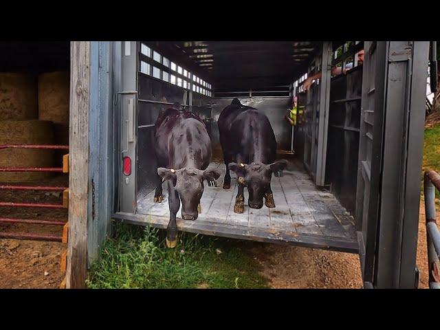 Two Fancy Heifers! - Starting Our Registered Angus Herd