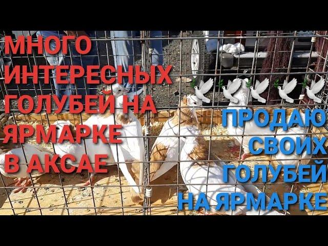 Продаю своих голубей на ярмарке. Николаевские голуби. Много интересных голубей на ярмарке в Ростове.