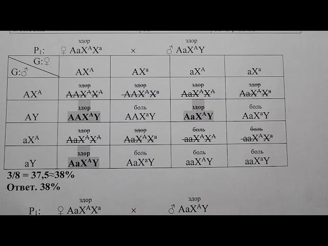 Генетика. Задачи. Часть 15. Сцепленное с Х-хромосомой наследование. Рахитоподобное заболевание.