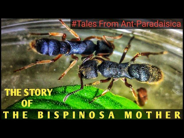 THE STORY OF THE MIGHTY PSEUDONEOPONERA BISPINOSA MOTHER