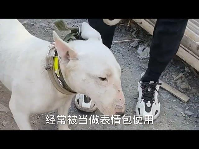 牛头梗犬暴揍斗犬比特犬，比特吃痛会不会认输