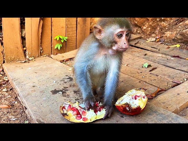 Single girl finds poor baby monkey following mother and takes care of wild monkey