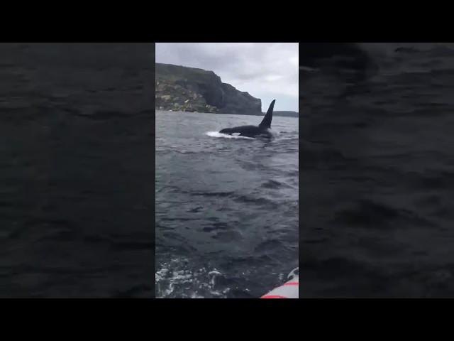 Orca at Quirpon, NL