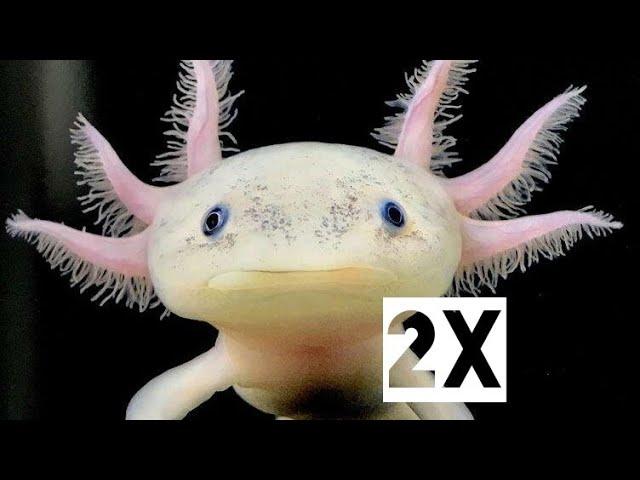 Два аксолотля (Axolotl)