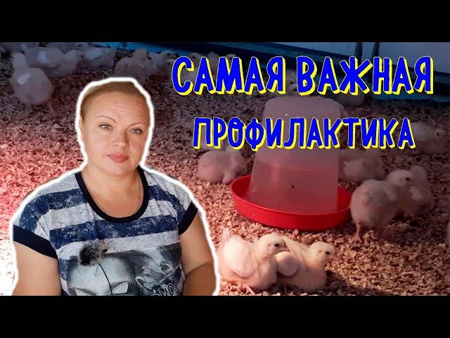 #профилактика #кокцидиоза #пропойка #признаки