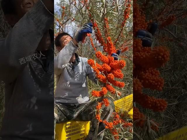 #Seabuckthorn #My hometown has specialties #It's another harvest season #fruitfarming #fruit