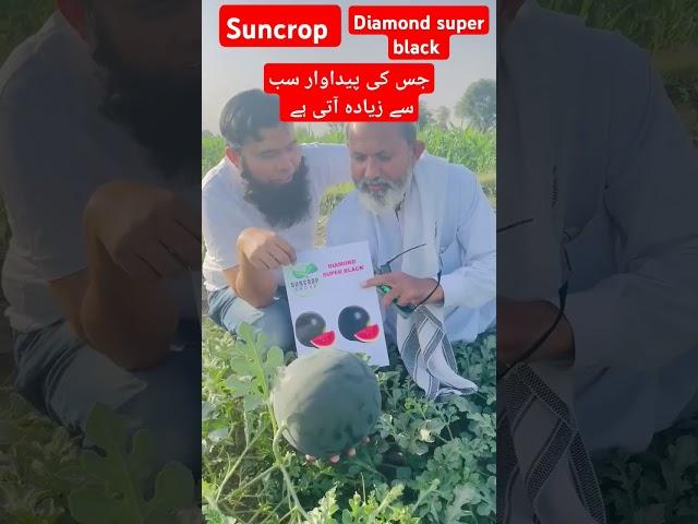 سن کراپ| watermelon (Diamond super black)| #watermelon #suncrop #agriculture @Abidaliagrarian