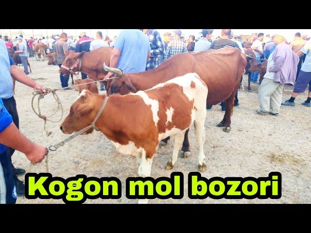 Buxoro Kogon mol bozori ona bola sigirlar narxlari 7/08/2022