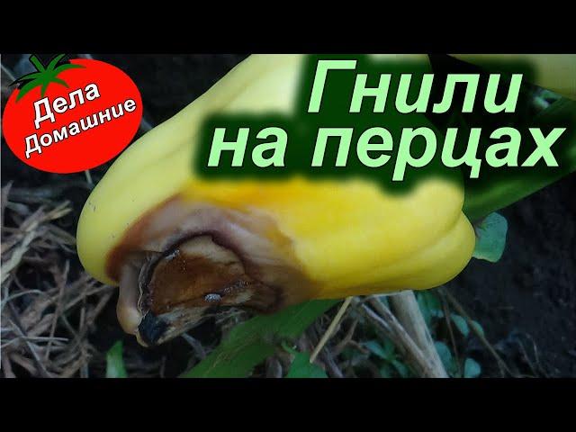 ПОЧЕМУ ГНИЮТ ПЕРЦЫ (Вершинная гниль)