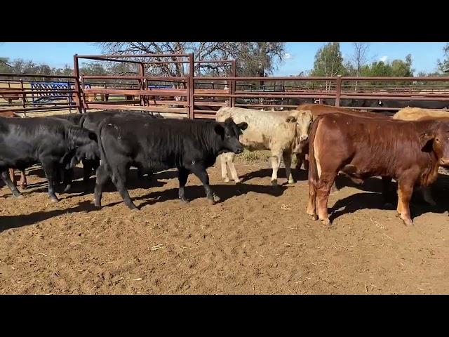 Penfold Pastoral xbred heifers 319kg. 24/5/24