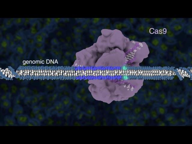 Introduction to CRISPR-Cas9 Genome Editing