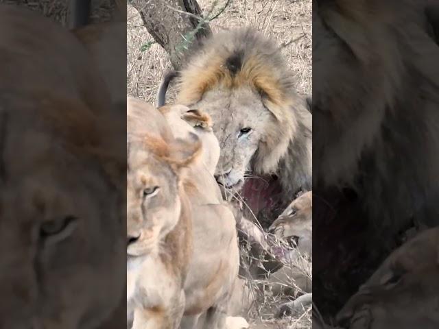 Male Lion Fighting While Feeding in Serengeti