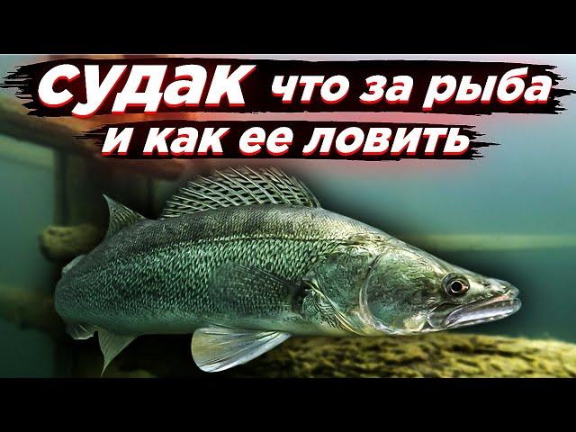 Судак - что за рыба и как ее ловить