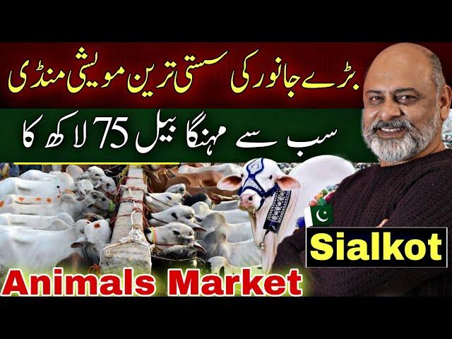 Bakra mandi | Cheap animals market in Punjab | Sialkot | Iftikhar Ahmad Usmani
