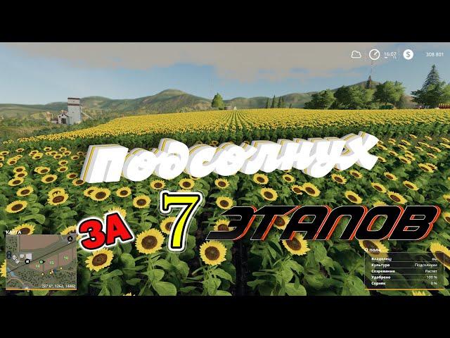 Farming Simulator 19 - Подсолнух. 7 этапов выращивания.