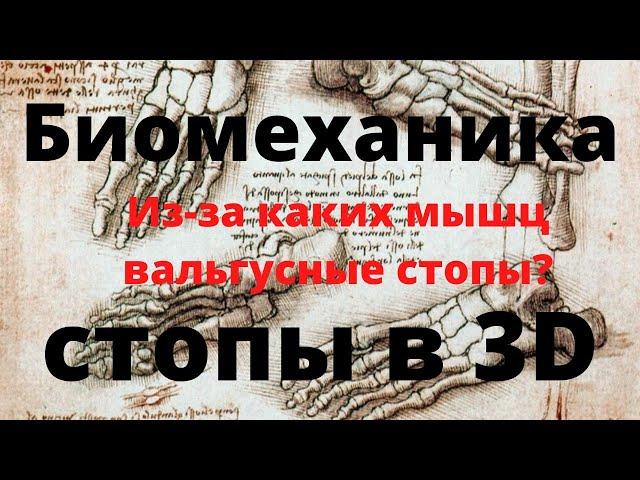 Биомеханика стопы. Большеберцовая и малоберцовая группа мышц в 3D. Плоскостопие и вальгус стопы.