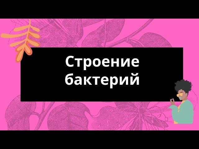 Строение бактерий