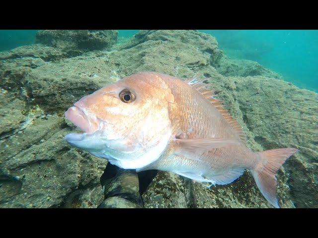 Wettie TV - Can fish hear your heart beat? Shoredive SPEARFISHING