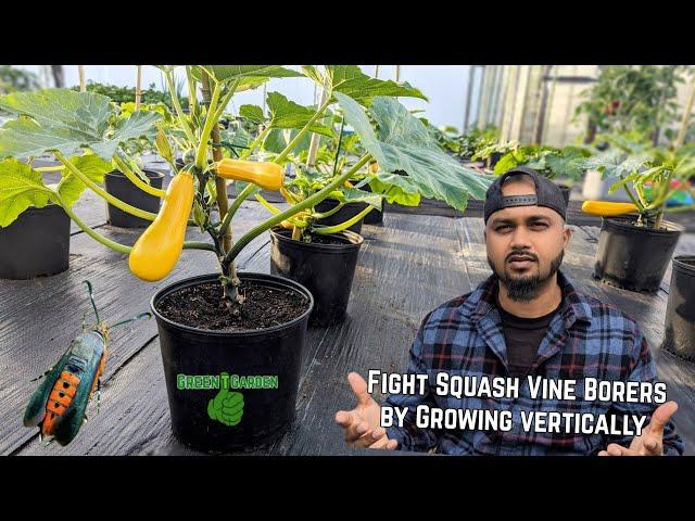 Best chance against Squash Vine Borers ! Growing Squash Vertically #squash #zucchini #tips