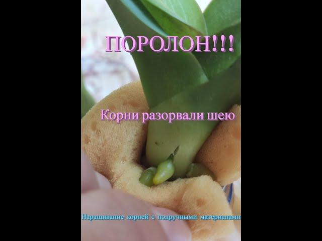 ПОРОЛОН !!! Корни разорвали шею у орхидеи. Наращивание корней при помощи подручных материалов.