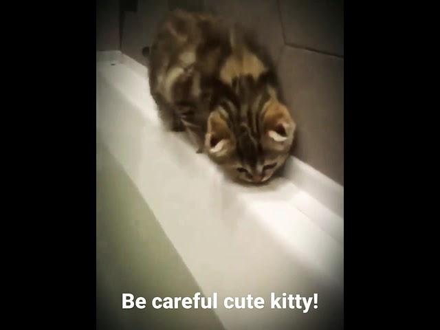 Be careful cute kitty! #shorts AnimalTube - World of animals