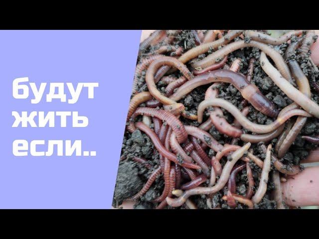 Как СОХРАНИТЬ ЧЕРВЕЙ для рыбалки на длительный период времени!