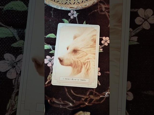 ORACLE READING SPIRIT BEAR #tarot #tarotreading #shorts #universe #oracle #healer #spirit #396hz