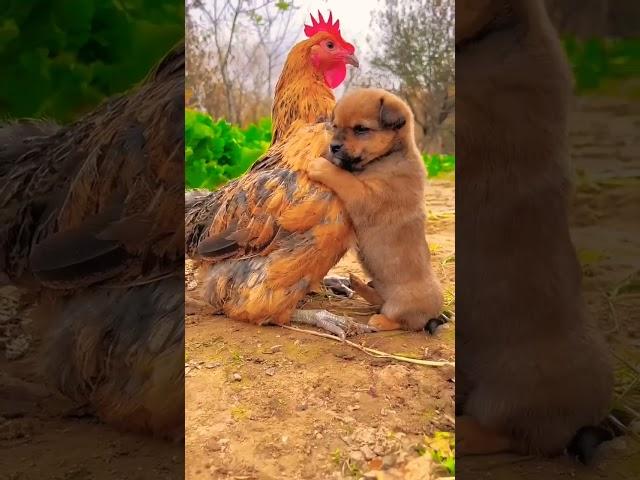 friendship puppy and chicken 