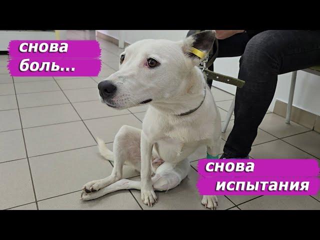 Ложный сустав нарастет за два месяца только