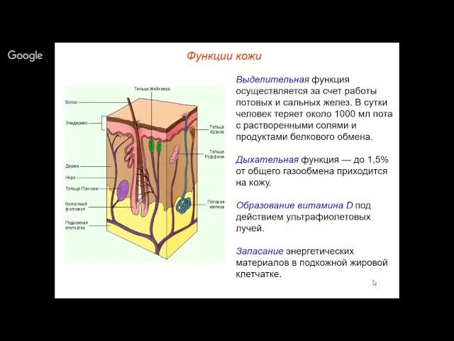 Биология 8 класс. Неделя 25. Кожа