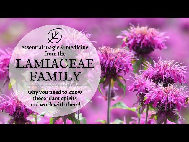 Magic & Medicine from the Lamiaceae Family - Why Mint is Your Best Plant Spirit Ally