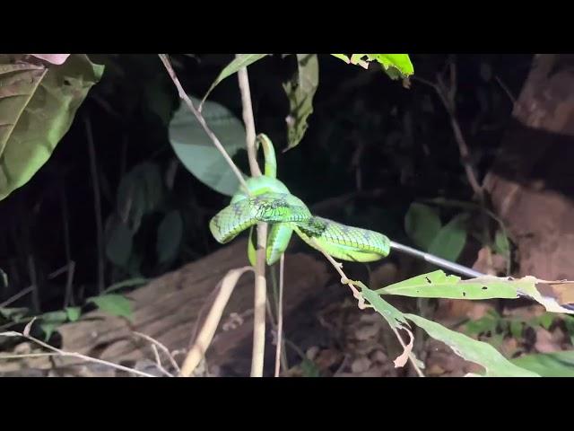Sumatra pit viper (Trimeresurus sumatranus)
