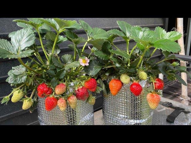 How to grow strawberries in plastic bottles without using soil