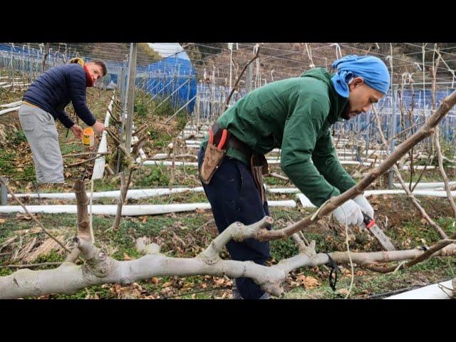 Japan Fig Garden and Pruning Fig in Winter-Japonya da Incir Bahcesinde Kis Budamasi