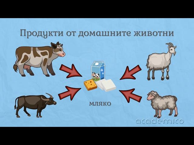 Домашни животни - Околен свят 1 клас | academico