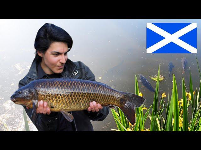 I found Wild CARP in SCOTLAND