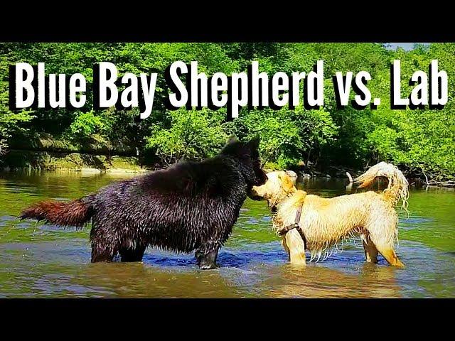 Blue Bay Shepherd vs. Labrador Retriever!!!