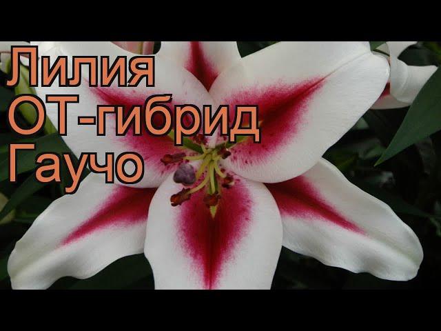 Лилия от-гибрид Гаучо (lilium ot-hybrid gaucho)  лилия Гаучо обзор: как сажать луковицы лилии Гаучо