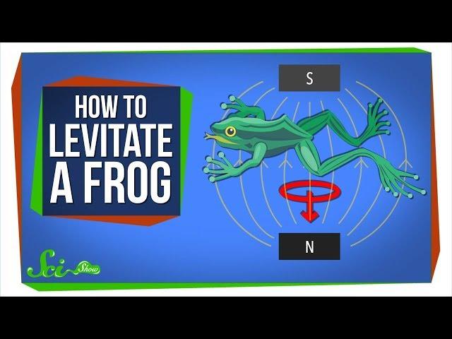 Diamagnetism: How to Levitate a Frog