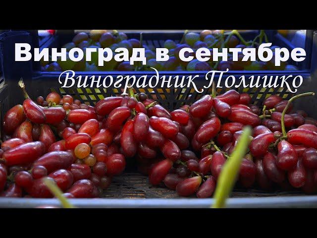 Виноградник семьи Полишко