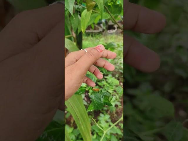 Bird eye chillies#its spicy#trendy #awesome #video #shorts#nature love