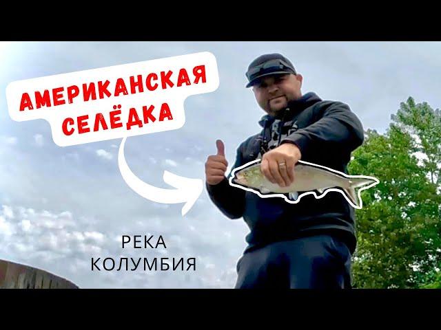 РЫБАЛКА! АМЕРИКАНСКАЯ СЕЛЁДКА!