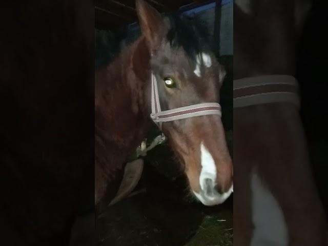 Ақтанау  #жылқы #атбеги #бәйге #кокпар #асмрвидео