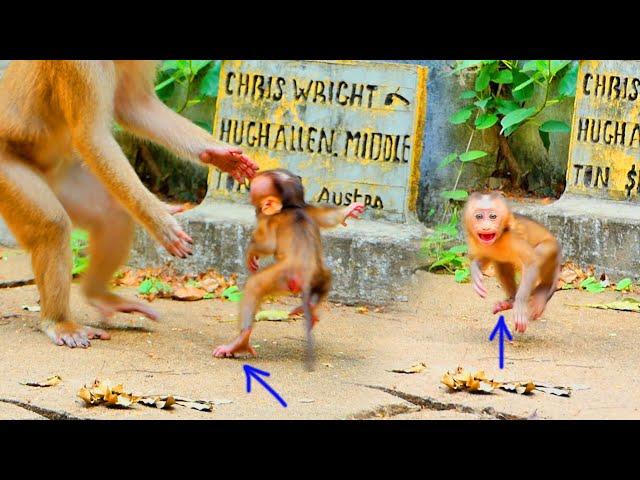 Big show...little baby monkey SARIKI is the best actor in this clip.