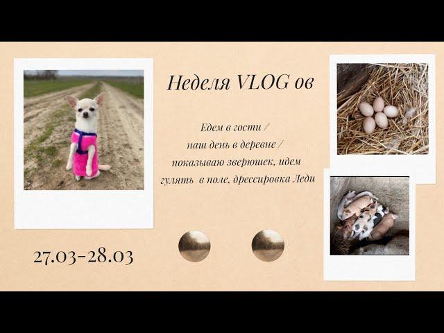 Неделя VLOGов: (2-3 день) едем в гости/ день в деревне/ прогулка в поле, зверушки, дрессировка)