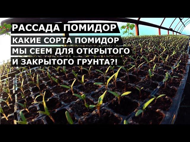 TOMATO SEEDLING // Seedlings 95%