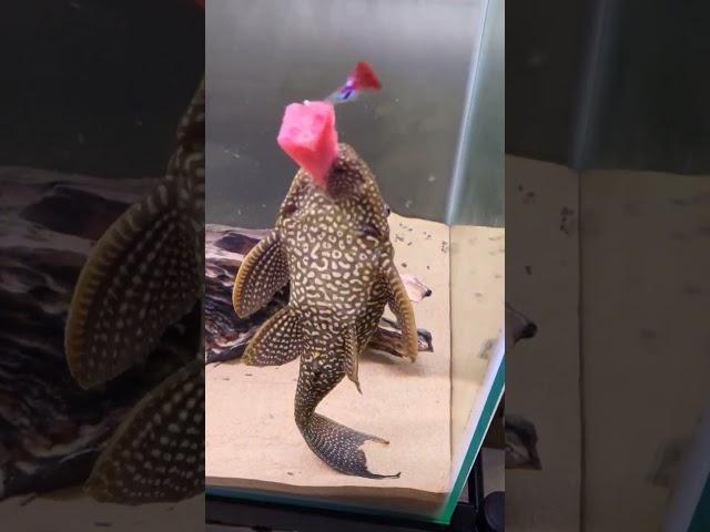 Pleco takes watermelon eating to a whole new level!  #pleco #aquarium