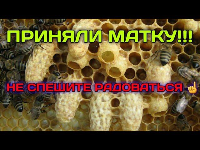 100%НАЯ ПОДСАДКА МАТОК(ЧАСТЬ 2)НО БУДЬТЕ ВНИМАТЕЛЬНЫ 