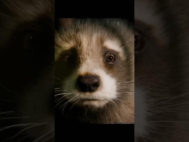 Rocket Racoon | Pluto projector